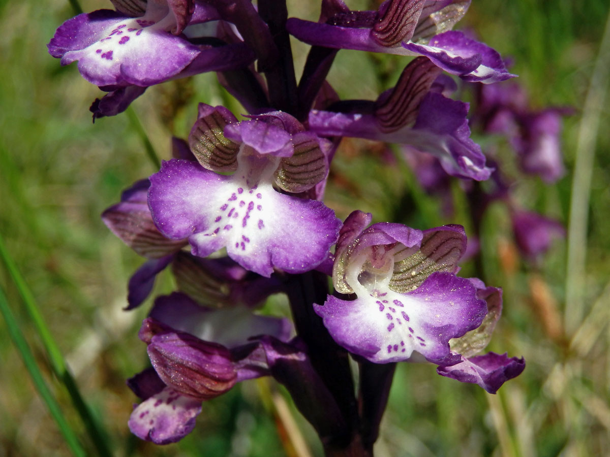 Rudohlávek kukačka (Anacamptis morio (L.) R. M. Bateman, Pridgeon et M. W. Chase)