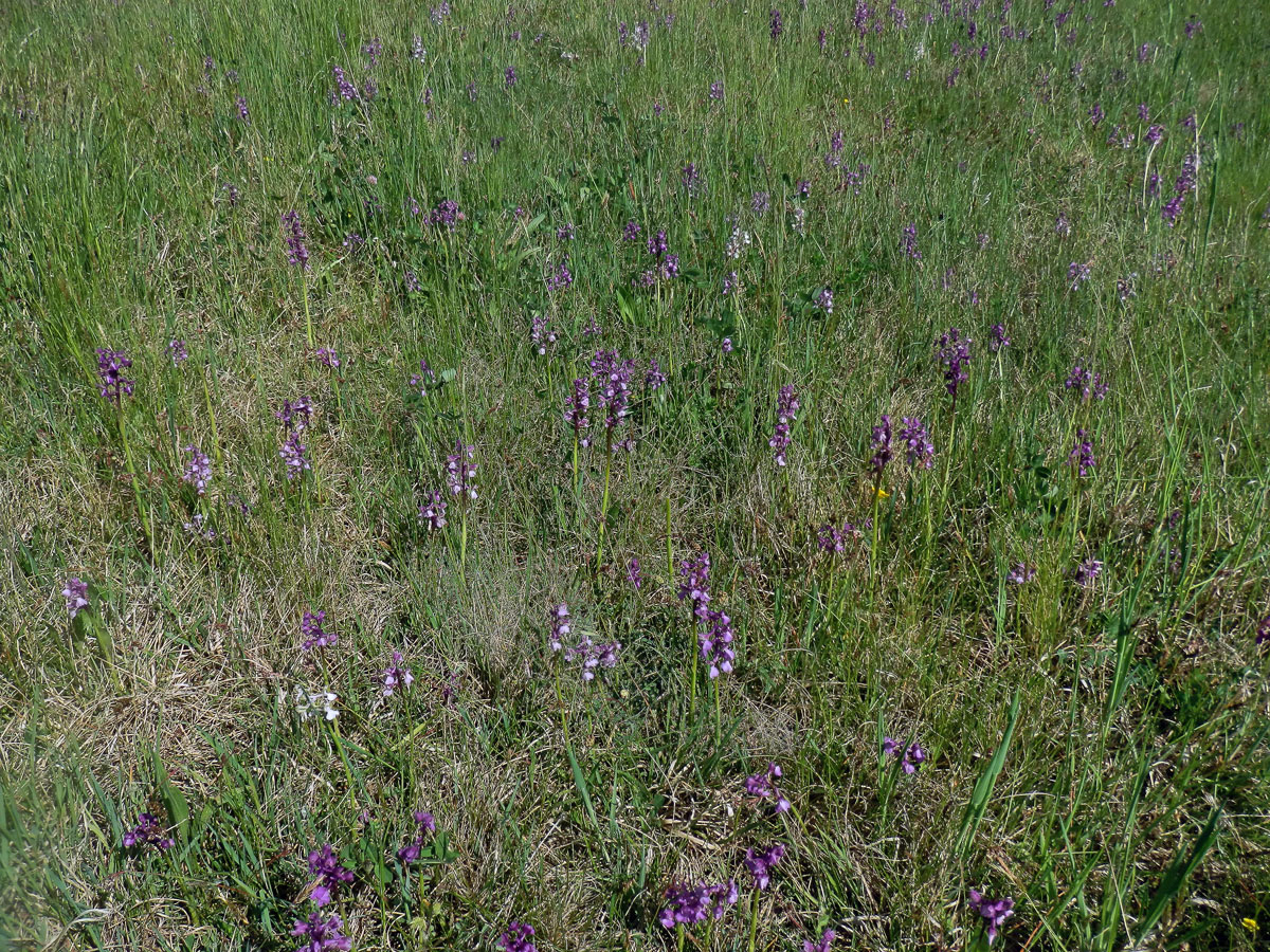 Rudohlávek kukačka (Anacamptis morio (L.) R. M. Bateman, Pridgeon et M. W. Chase)