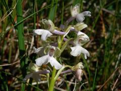 Rudohlávek kukačka (Anacamptis morio (L.) R. M. Bateman, Pridgeon et M. W. Chase)