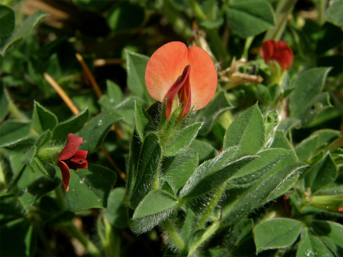 Ledenec nachový (Tetragonolobus purpureus Moench.)