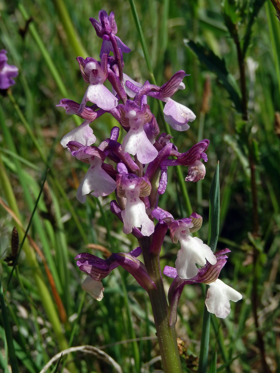 Rudohlávek kukačka (Anacamptis morio (L.) R. M. Bateman, Pridgeon et M. W. Chase)