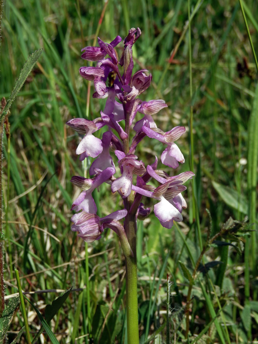 Rudohlávek kukačka (Anacamptis morio (L.) R. M. Bateman, Pridgeon et M. W. Chase)