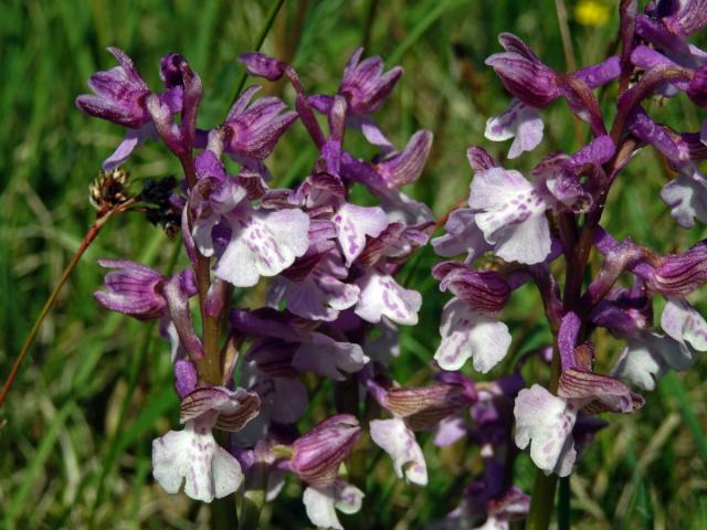 Rudohlávek kukačka (Anacamptis morio (L.) R. M. Bateman, Pridgeon et M. W. Chase)