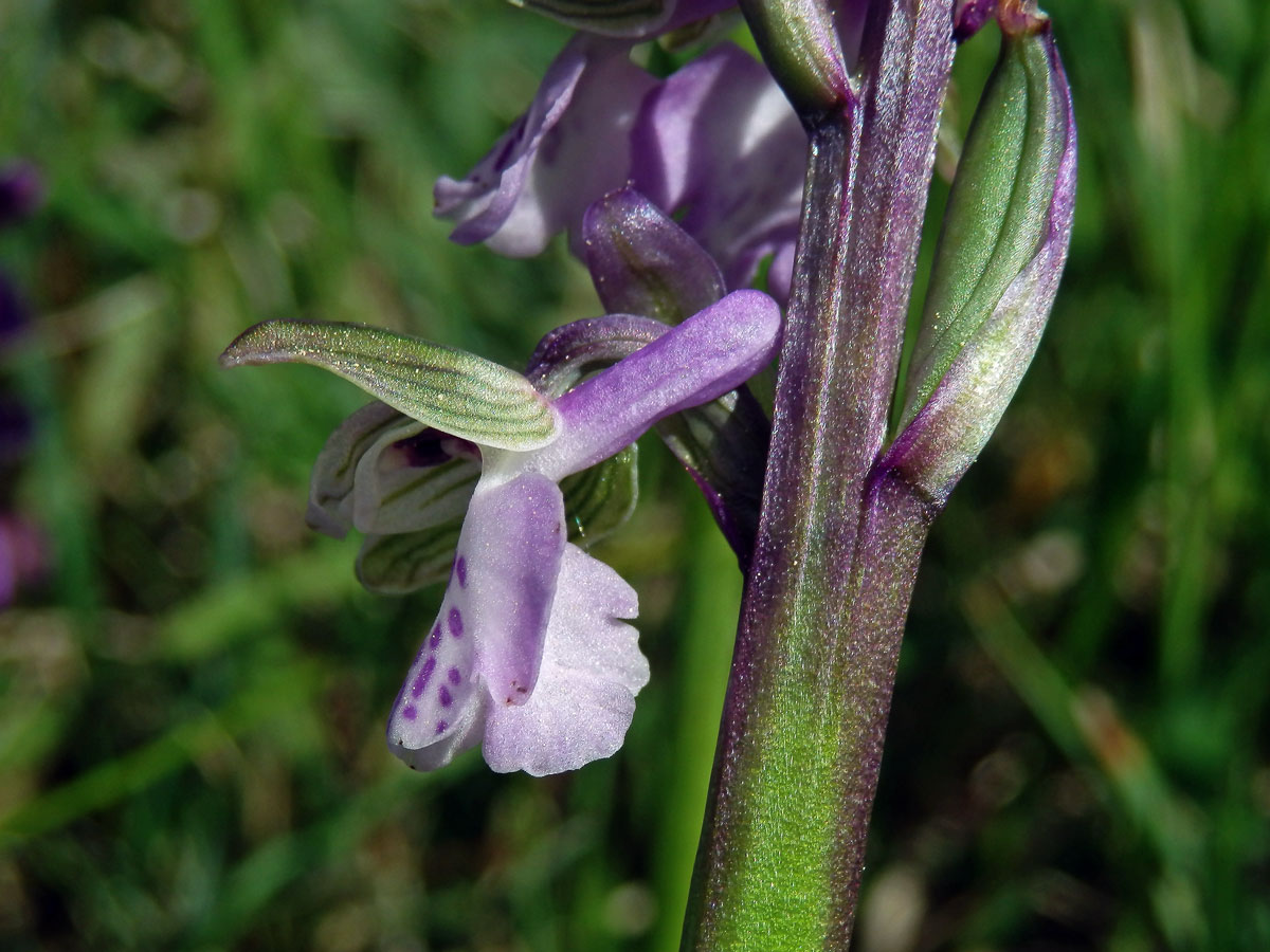 Rudohlávek kukačka (Anacamptis morio (L.) R. M. Bateman, Pridgeon et M. W. Chase)