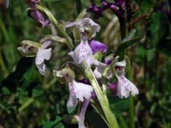 Rudohlávek kukačka (Anacamptis morio (L.) R. M. Bateman, Pridgeon et M. W. Chase)