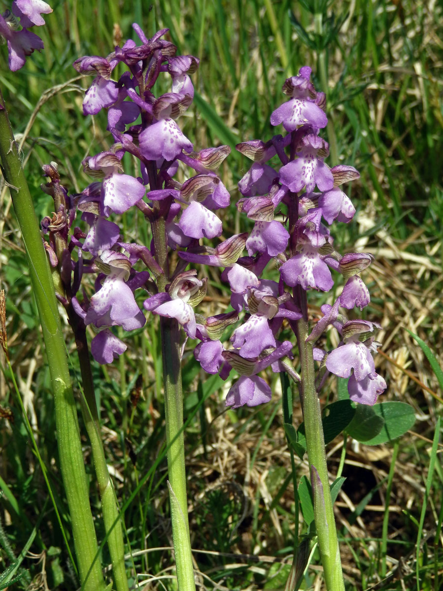 Rudohlávek kukačka (Anacamptis morio (L.) R. M. Bateman, Pridgeon et M. W. Chase)