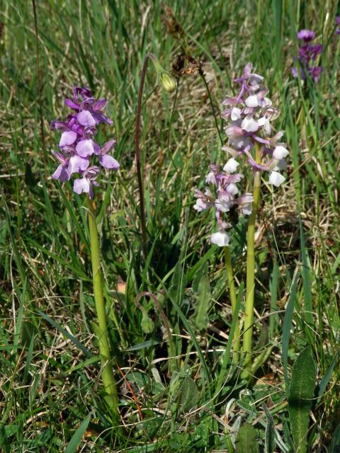 Rudohlávek kukačka (Anacamptis morio (L.) R. M. Bateman, Pridgeon et M. W. Chase)