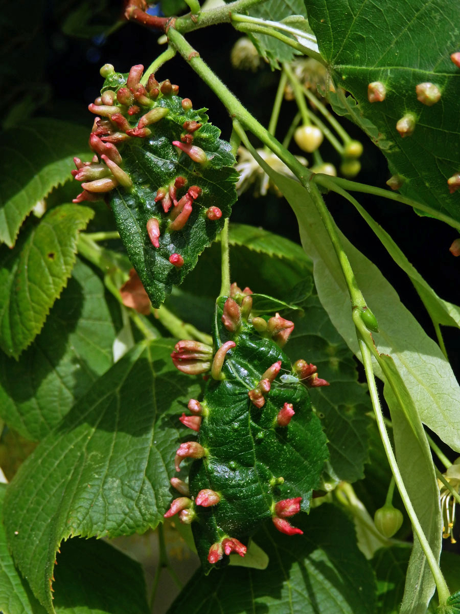 Hálky vlnovníka lipového (Eriophyes tiliae)