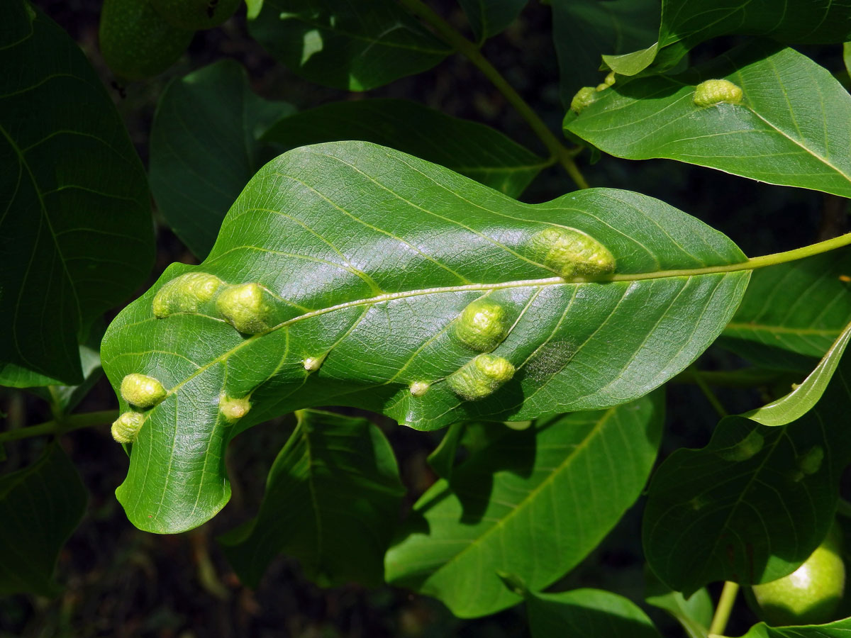 Hálky vlnovníka (Aceria tristriata)