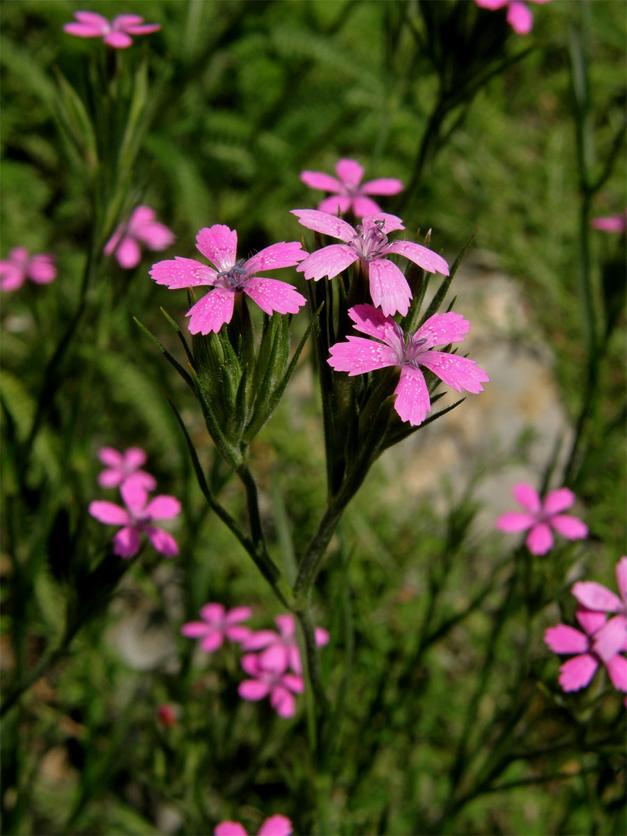 Hvozdík svazčitý (Dianthus armeria L.)