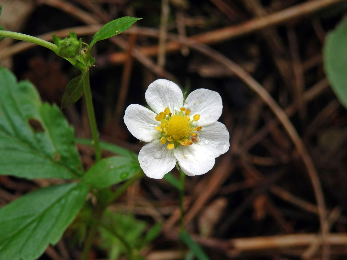 Jahodník obecný (Fragaria vesca L.), šestičetný květ (7)