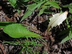 Smetánka lékařská (Teraxacum officinale L.) s listem bez chlorofylu (1)