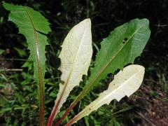 Smetánka lékařská (Teraxacum officinale L.) s listem bez chlorofylu (2a)