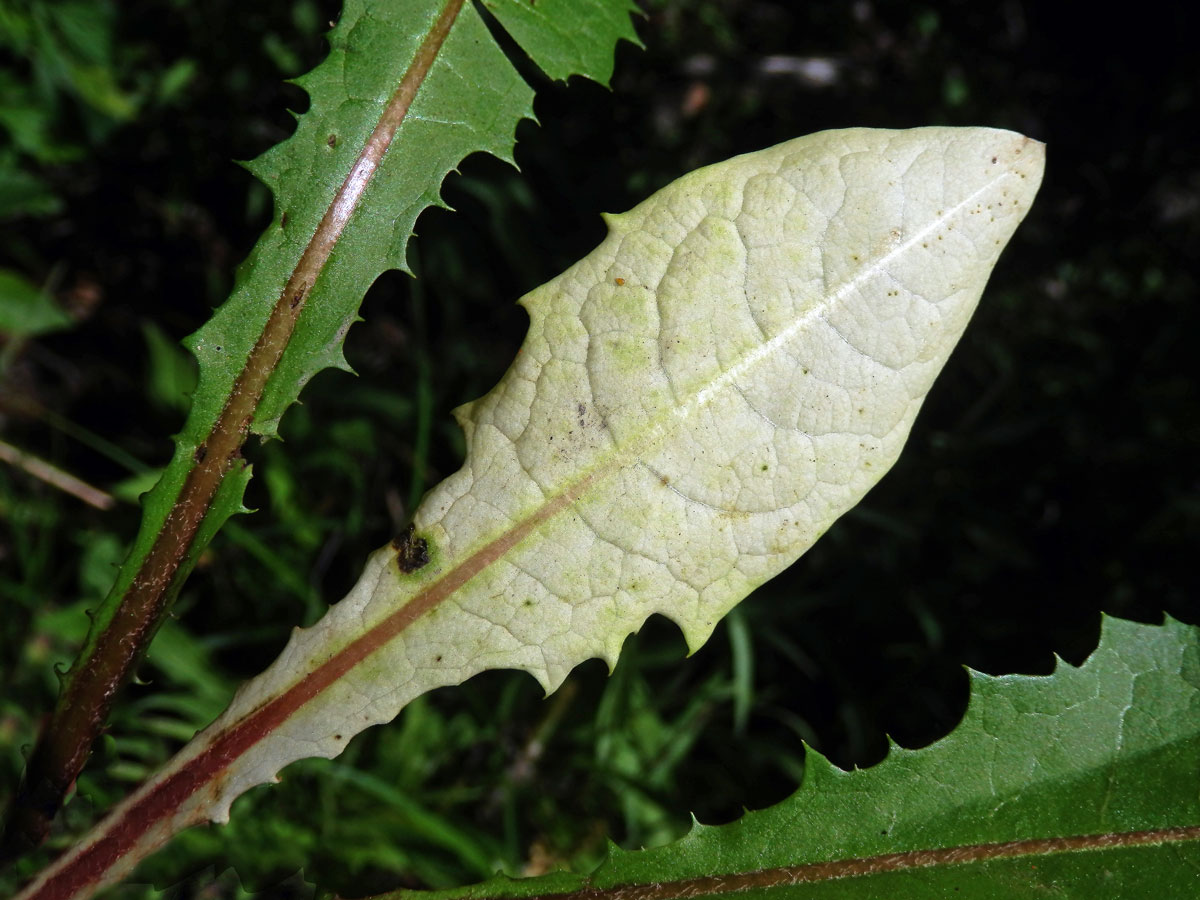 Smetánka lékařská (Teraxacum officinale L.) s listem bez chlorofylu (2b)