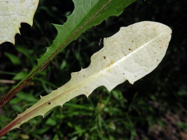 Smetánka lékařská (Teraxacum officinale L.) s listem bez chlorofylu (2c)