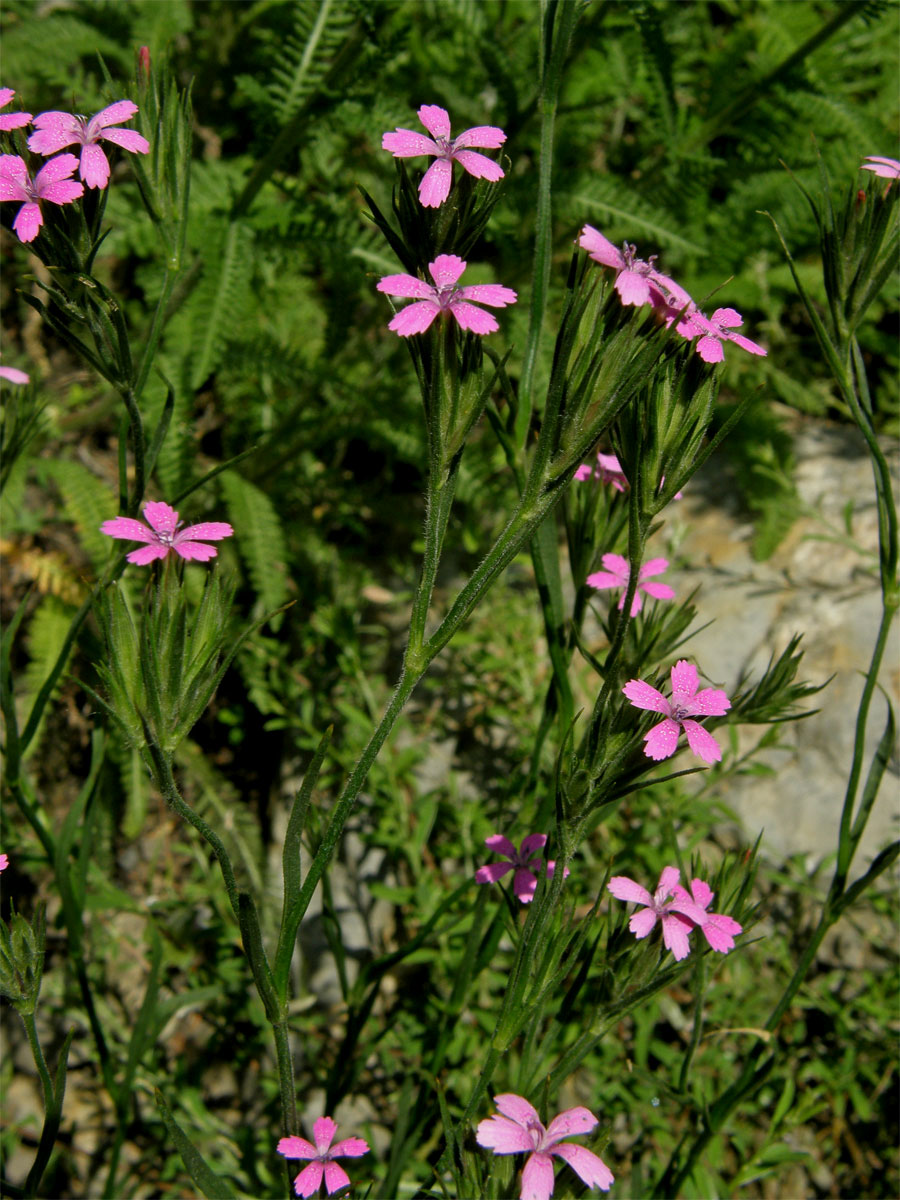 Hvozdík svazčitý (Dianthus armeria L.)