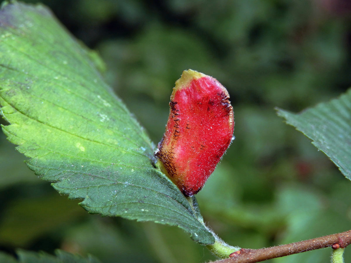 Hálky vlnatky hřebínkové (Colopha compressa)