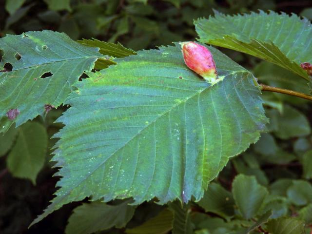 Hálky vlnatky hřebínkové (Colopha compressa)