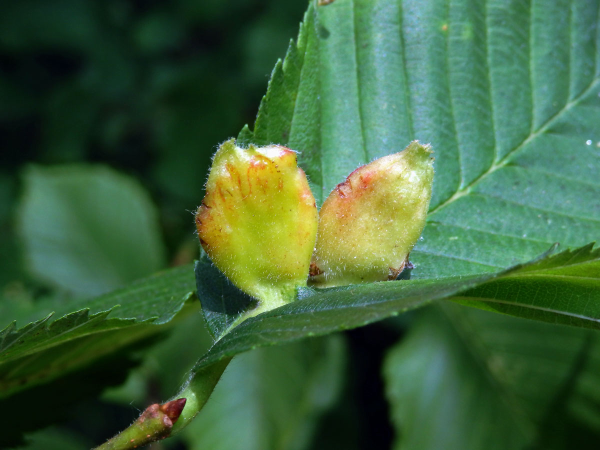 Hálky vlnatky hřebínkové (Colopha compressa)