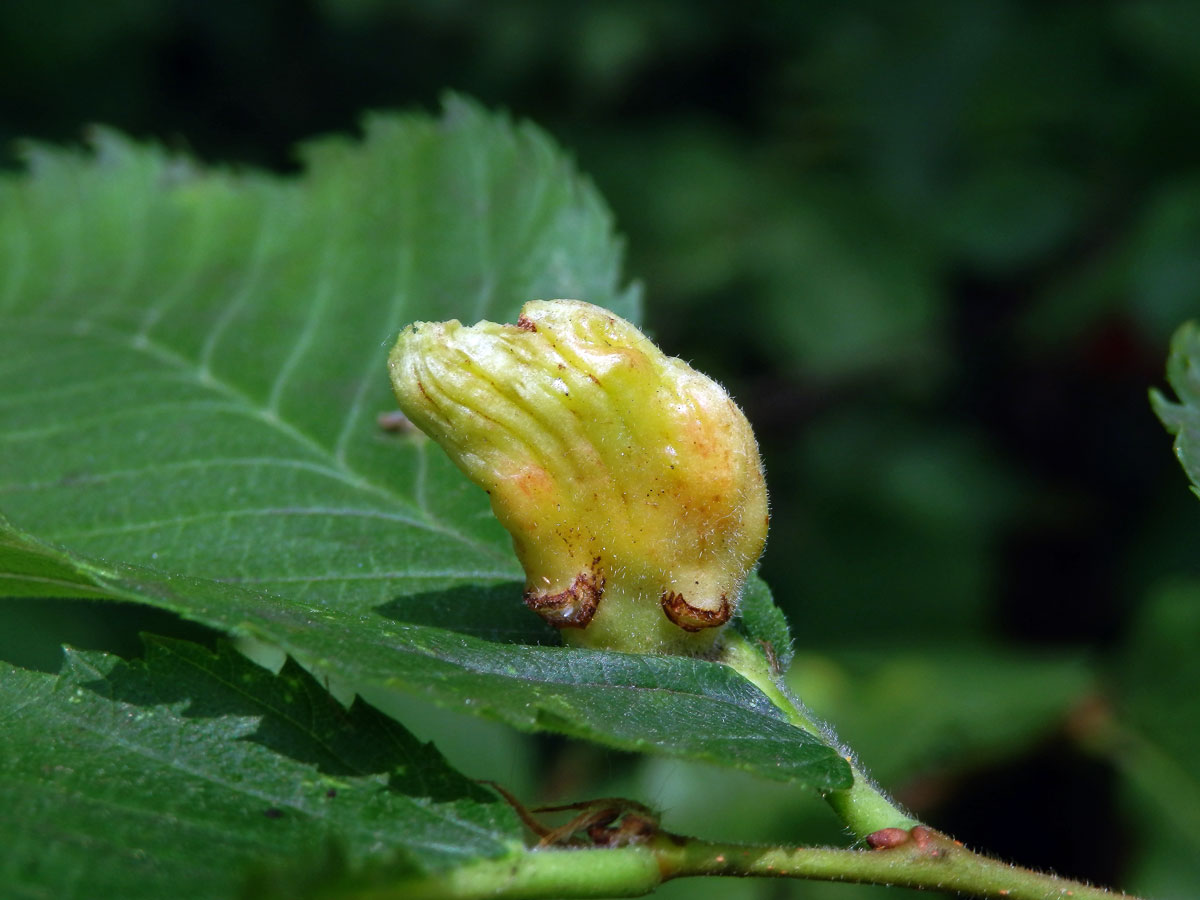 Hálky vlnatky hřebínkové (Colopha compressa)