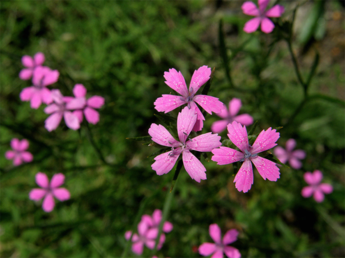 Hvozdík svazčitý (Dianthus armeria L.)