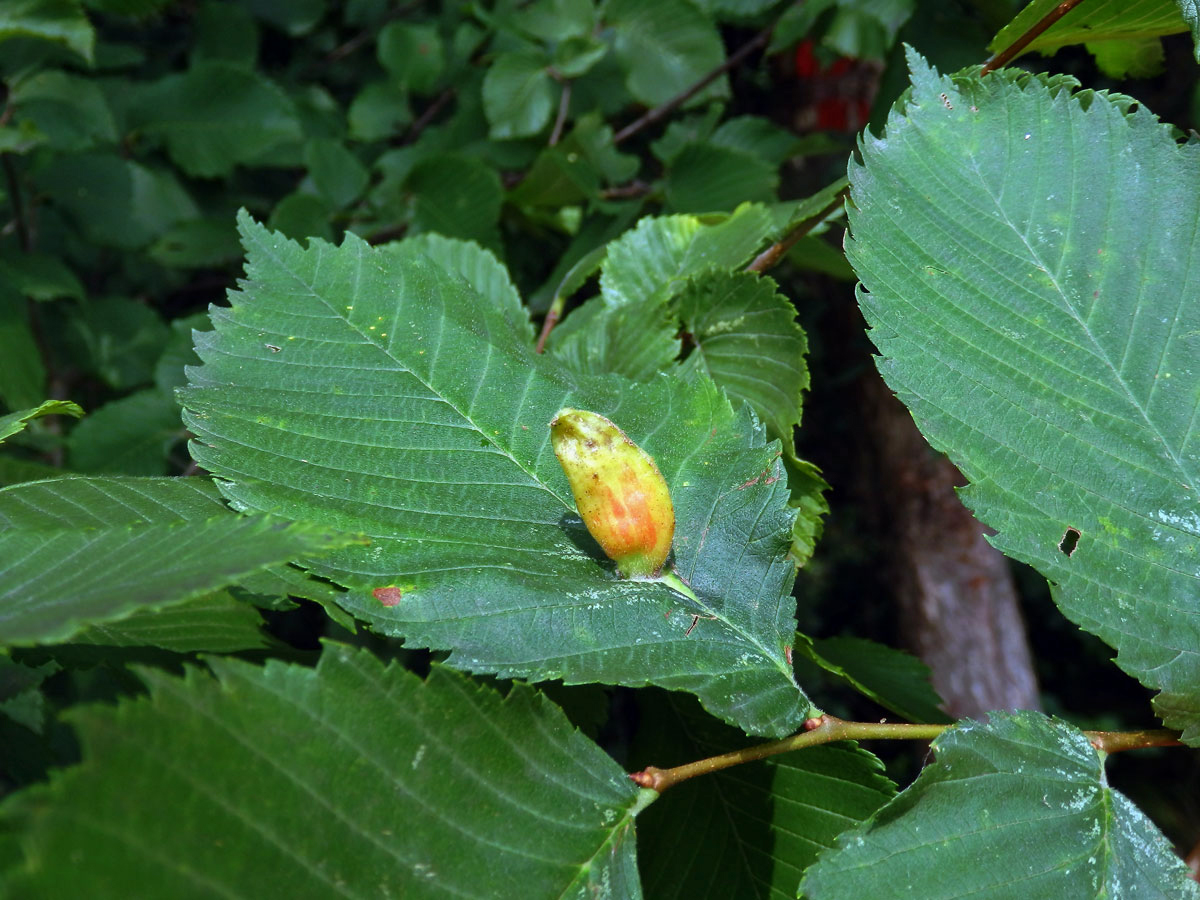 Hálky vlnatky hřebínkové (Colopha compressa)