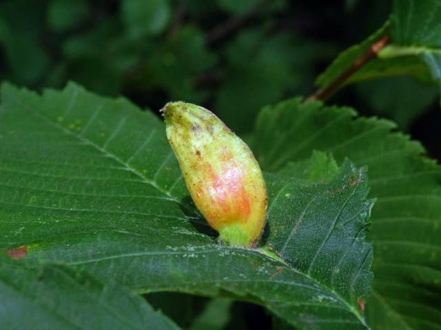 Hálky vlnatky hřebínkové (Colopha compressa)