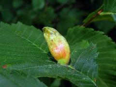 Hálky vlnatky hřebínkové (Colopha compressa)