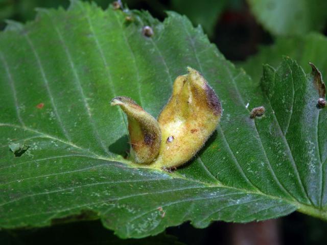 Hálky vlnatky hřebínkové (Colopha compressa)