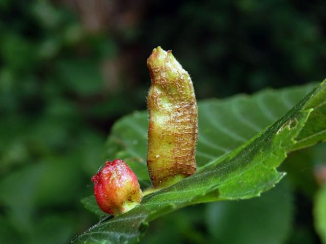 Hálky vlnatky hřebínkové (Colopha compressa)