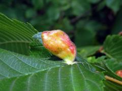 Hálky vlnatky hřebínkové (Colopha compressa)