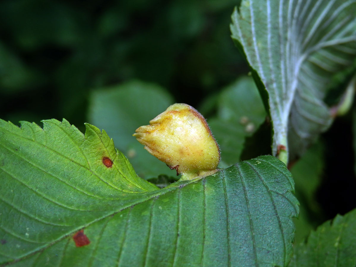 Hálky vlnatky hřebínkové (Colopha compressa)