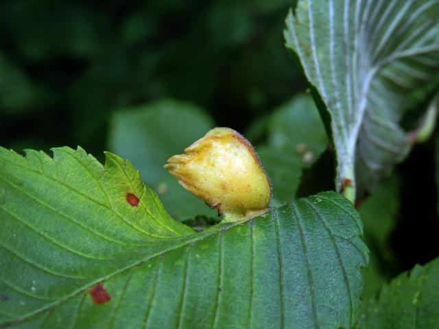 Hálky vlnatky hřebínkové (Colopha compressa)