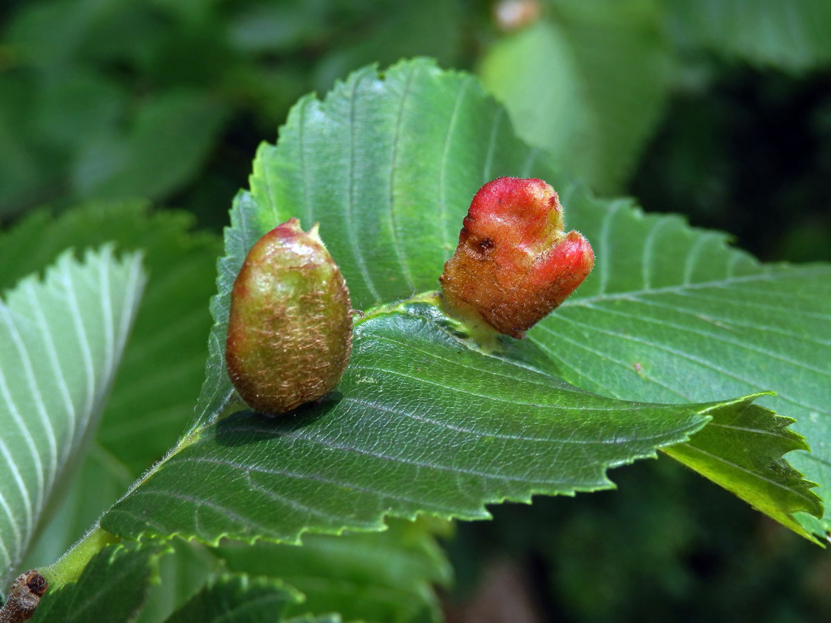 Hálky vlnatky hřebínkové (Colopha compressa)