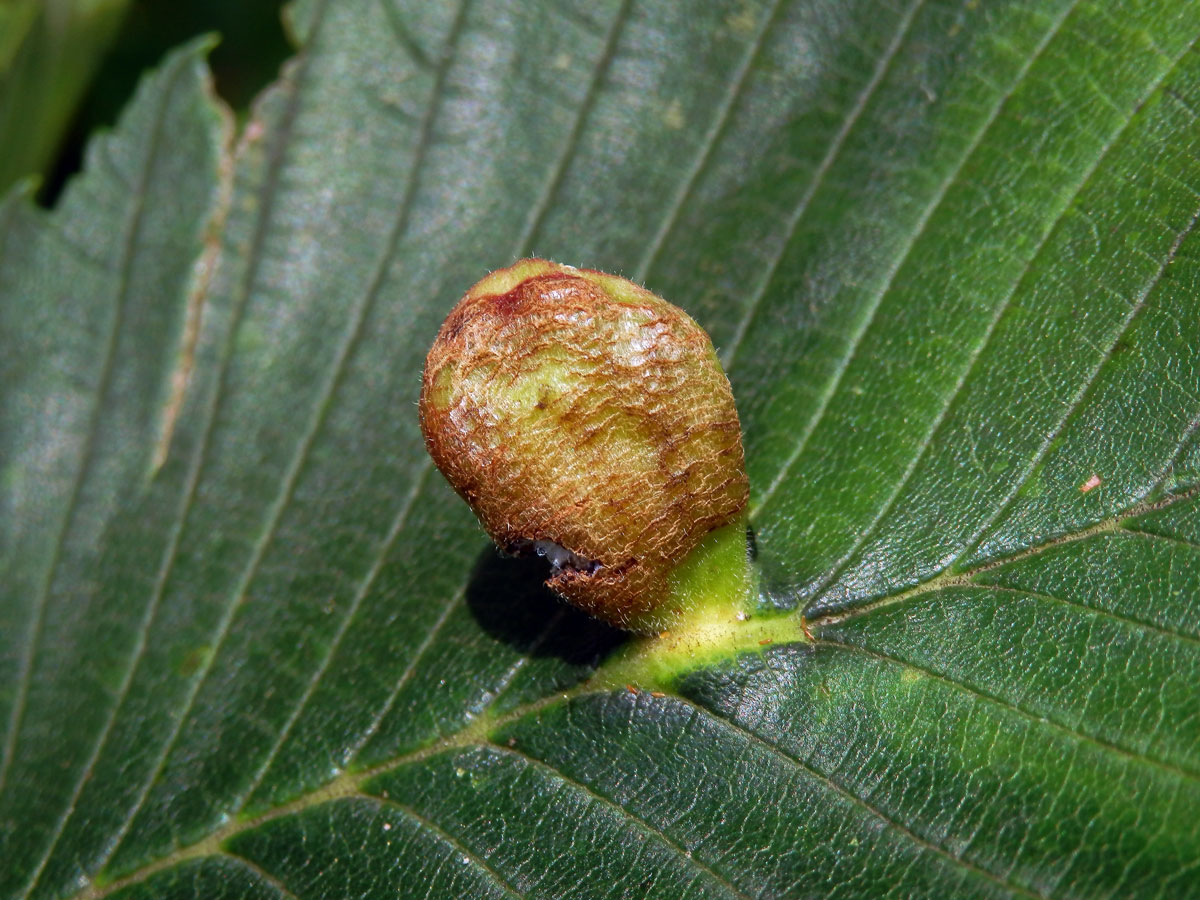 Hálky vlnatky hřebínkové (Colopha compressa)