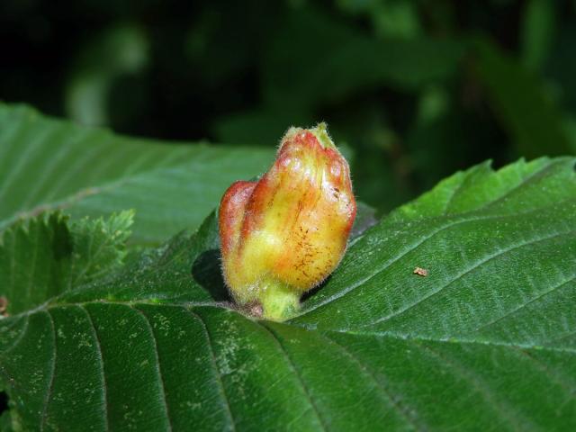 Hálky vlnatky hřebínkové (Colopha compressa)