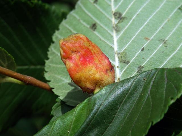 Hálky vlnatky hřebínkové (Colopha compressa)