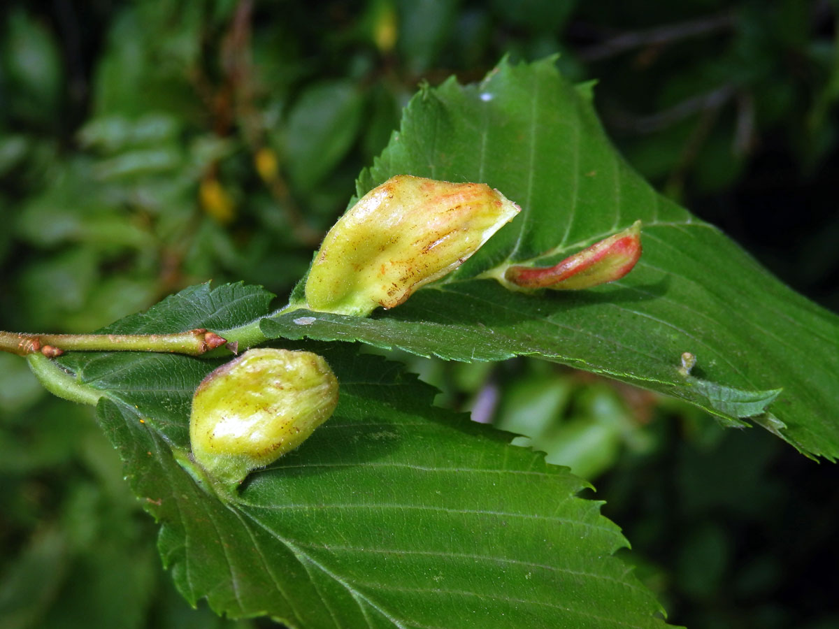 Hálky vlnatky hřebínkové (Colopha compressa)