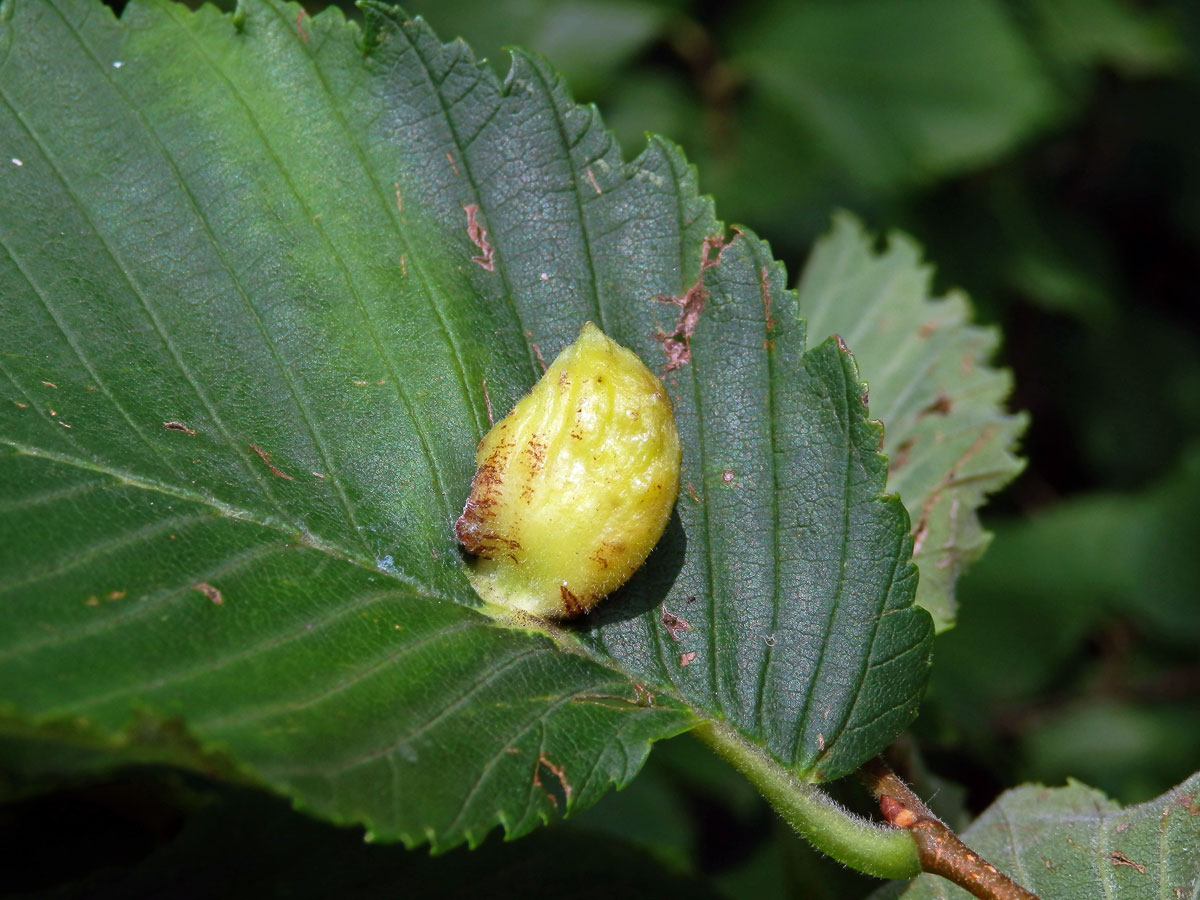 Hálky vlnatky hřebínkové (Colopha compressa)