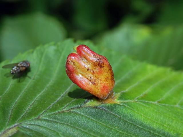 Hálky vlnatky hřebínkové (Colopha compressa)