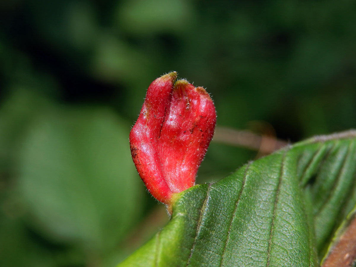 Hálky vlnatky hřebínkové (Colopha compressa)