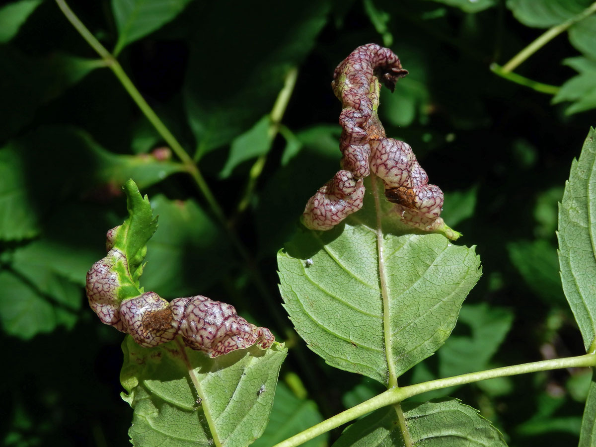 Hálky mery jasanové (Psyllopsis fraxini)