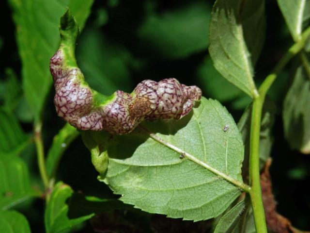 Hálky mery jasanové (Psyllopsis fraxini)