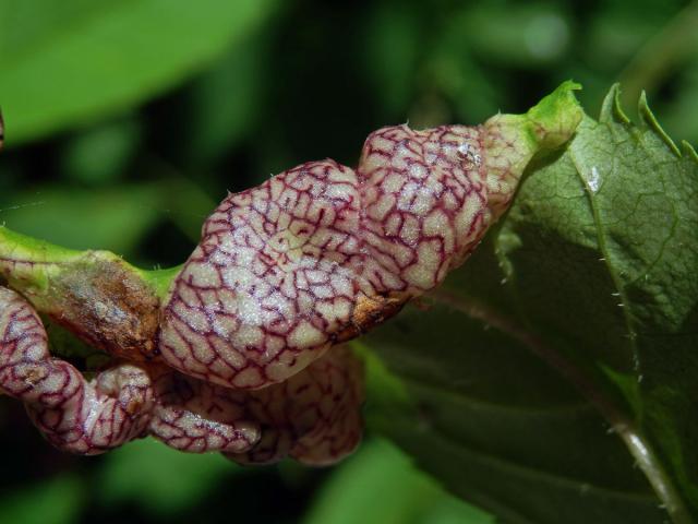 Hálky mery jasanové (Psyllopsis fraxini)