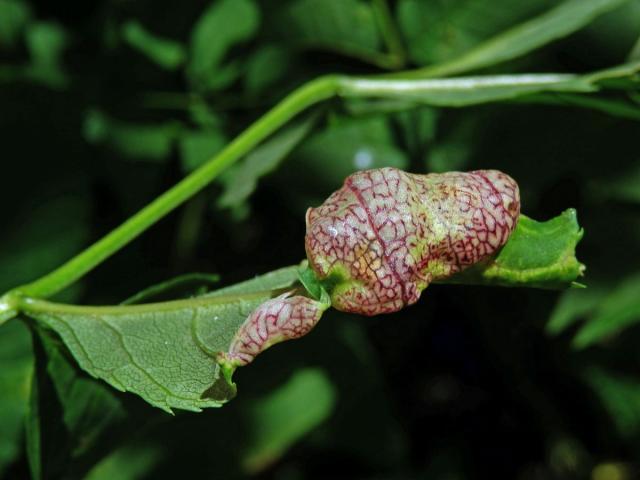 Hálky mery jasanové (Psyllopsis fraxini)