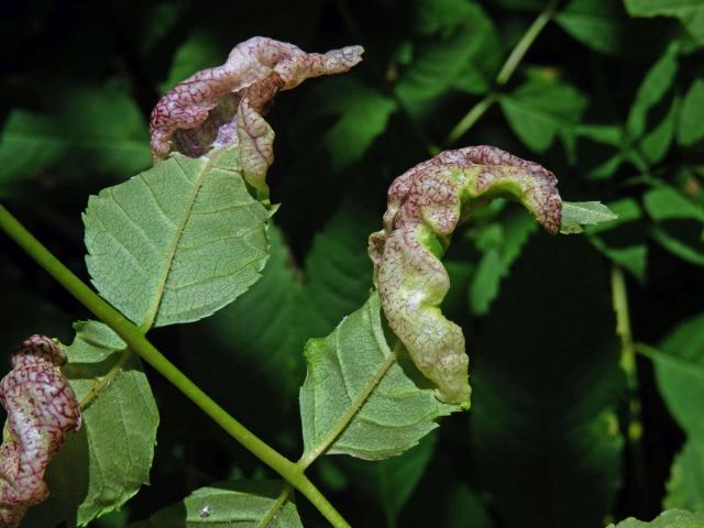 Hálky mery jasanové (Psyllopsis fraxini)