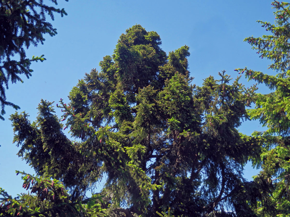 Čarověník na smrku ztepilém (Picea abies (L.) Karsten) (11a)