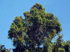 Čarověník na smrku ztepilém (Picea abies (L.) Karsten) (11d)