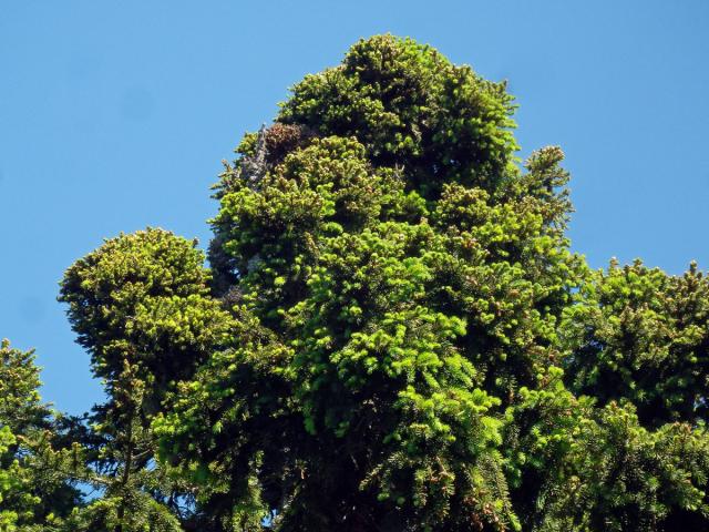 Čarověník na smrku ztepilém (Picea abies (L.) Karsten) (11e)