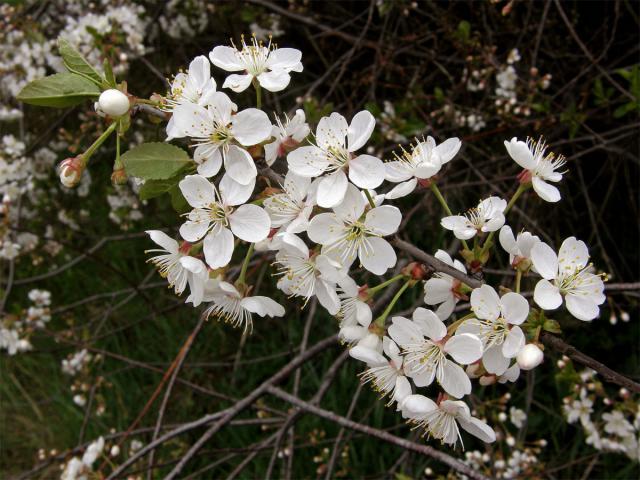 Třešeň višeň (Prunus cerasus L.)